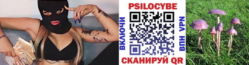 Купить  Кудрово  Галлюциногенные грибы Psilocybine cubensis 